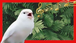 CANARY SINGING | THE BEST CANARY SINGING FOR TRAINING