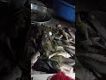 buena pesca de pez diablo o corroncho