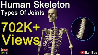 Human Skeleton and Types of Joints | Biology Video | Iken Edu