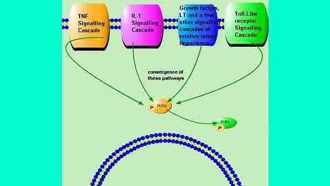 Short Animation- NF- kB Pathway