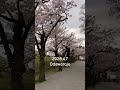 2026.4.7神奈川県小田原城のお花見🌸桜満開🌸