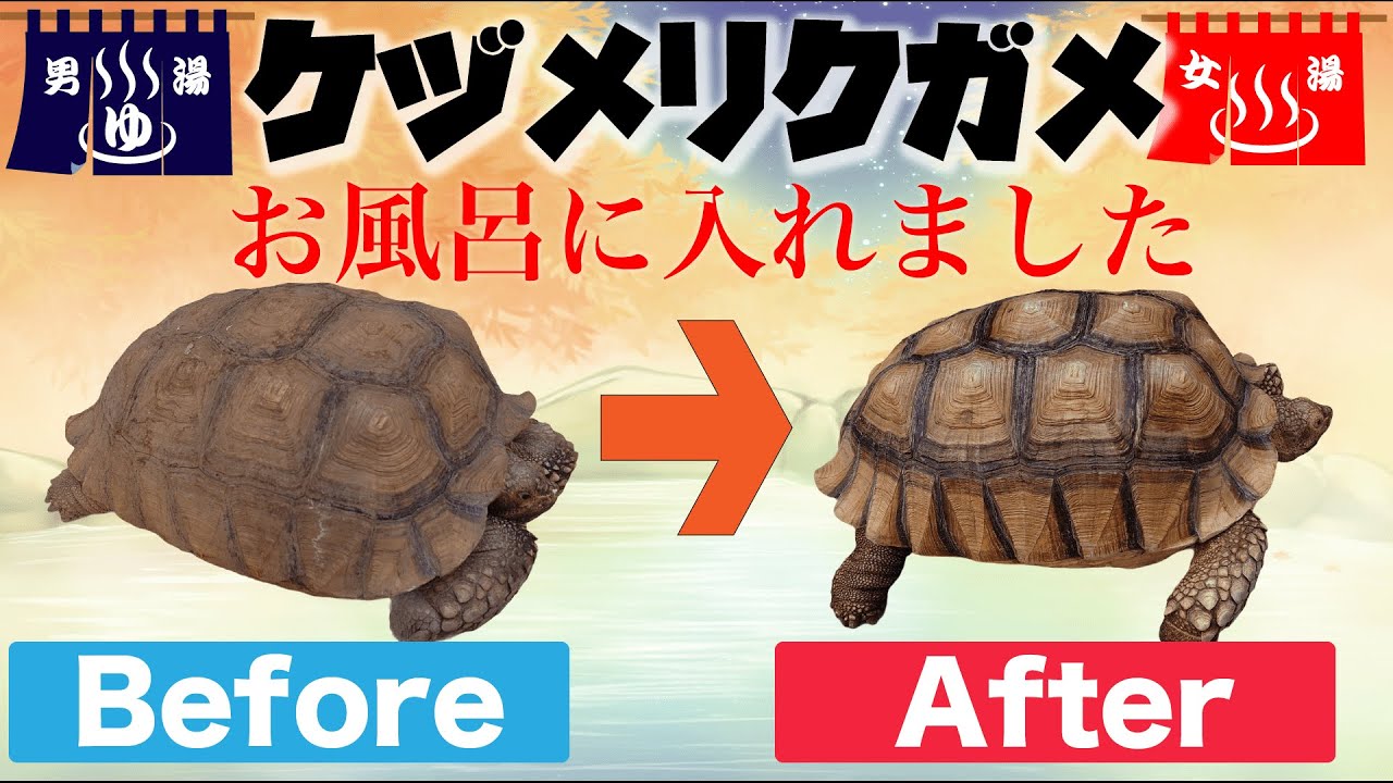 I gave my African spurred tortoise, Kezū, a bath - YouTube