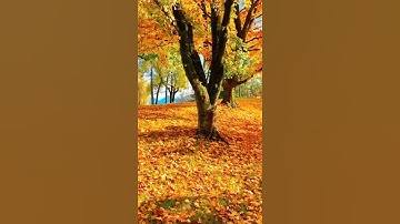 ولله غيب السماوات والأرض وما أمر الساعة إلا كلمح البصر /مقطع قران قصير تلاوة خاشعة  محمد المنشاوي