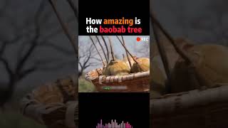 #baobabtree #baobab #africa #treetype #tree #africanfood #africanwildlife #trees #viralvideo