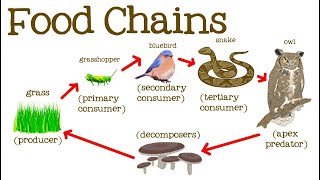 Food Chains and Habitats (Science) - Movers