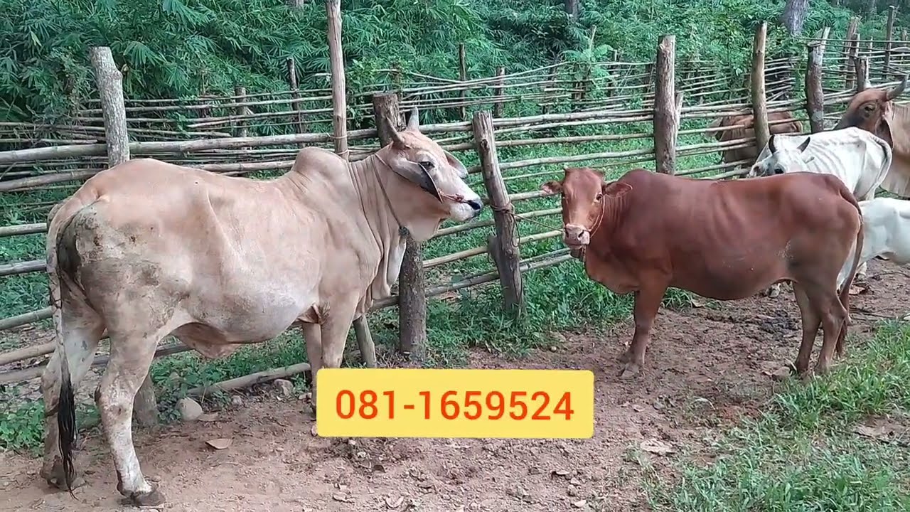 ราคาวัวภาคเหนือ วันนี้(18 ต.ค 67) ช่องใหม่..ฝากกดติดตามด้วยนะครับ