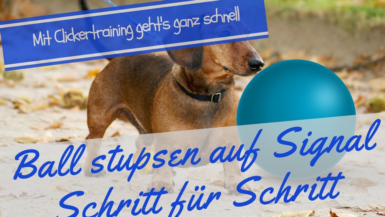 Hundetraining - Hund lernt einen Ball auf Signal zu stupsen  - Schritt für Schritt Anleitung