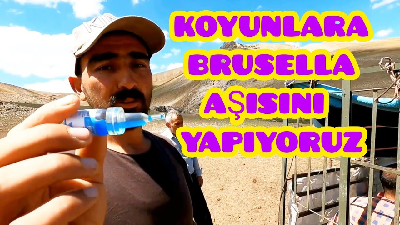 KOÇ KATIMINDAN ÖNCE KOYUNLARA BRUSELLA AŞISINI UYGULUYORUZ--AYAĞI KIRILAN KOYUNUN AYAĞINI BAĞLADIK