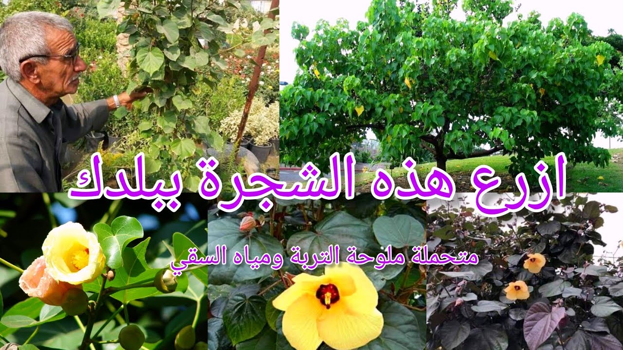 ثيسبيسيا بوبيولنيا (بورتيا) Thespesia populneaوالخطم الساحلي Hibiscus tiliaeus ازرعها ببلدك ولن تندم