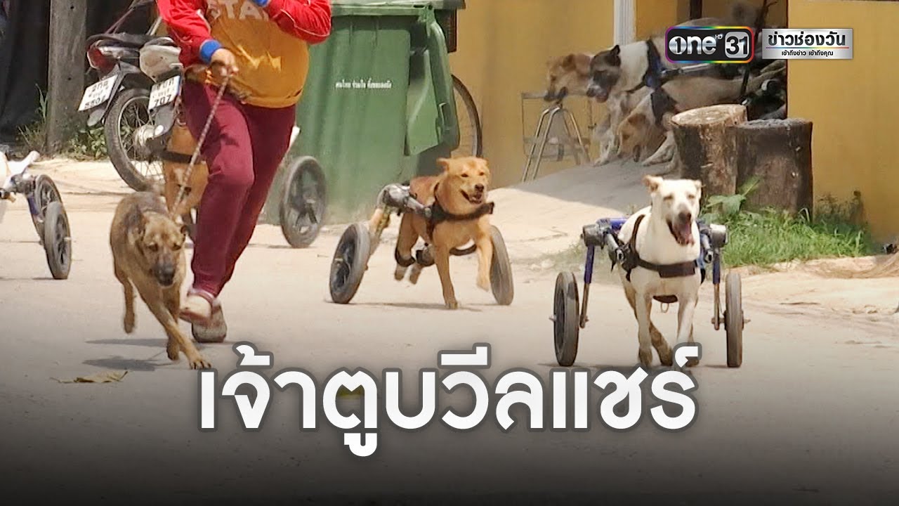 เจ้าตูบวีลแชร์ ชุบชีวิตหมาพิการ | ข่าวช่องวัน