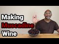 Making Muscadine Wine: 1 Gallon