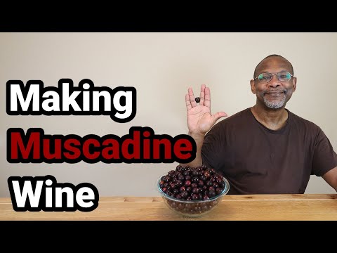 Vídeo: Você gela o vinho muscadine?