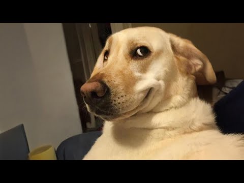 Funniest Labradors in The World Forever Puppy Energy
