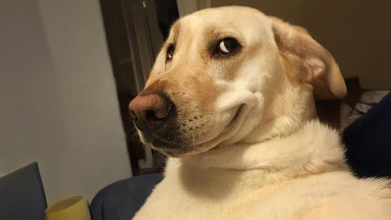Funniest Labradors in The World 🤣 Forever Puppy Energy ⚡