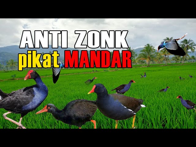1Jam Pancingan Pikat Mandar Sawah anti Zoonk terbukti AMPUH class=