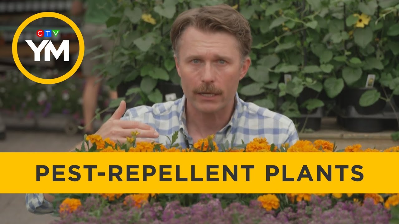 The best plants to keep bugs away | Your Morning