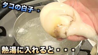 タコの白子を熱湯に入れると中から大量の精子が出てくるらしい！！