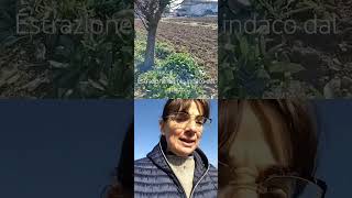 1. Estrazione Dellindaco Dalle Piante Di , ,