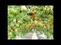 42+ Vegetable Gardening Shows Pictures