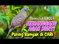 Pancingan Perkutut, Masteran Perkutut, Manjur Cukup Sekali Putar Semua BUNYi GACOR !!