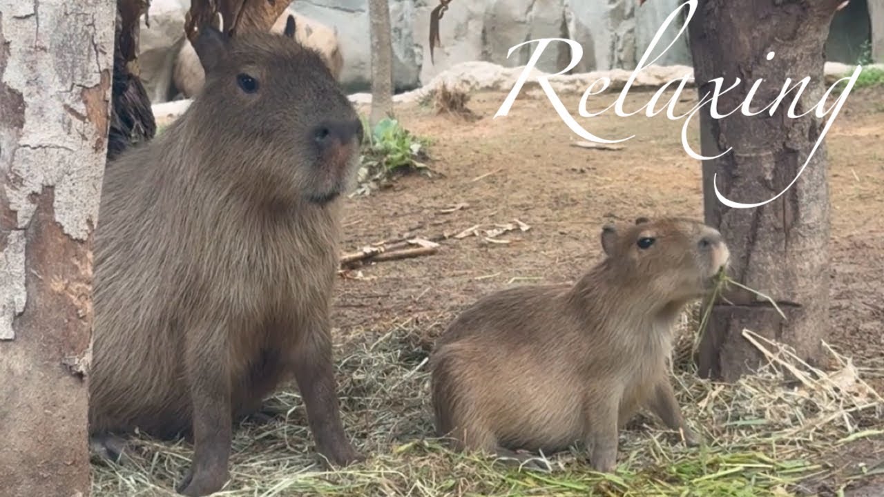Look at the adorable baby capybara with its mother - YouTube