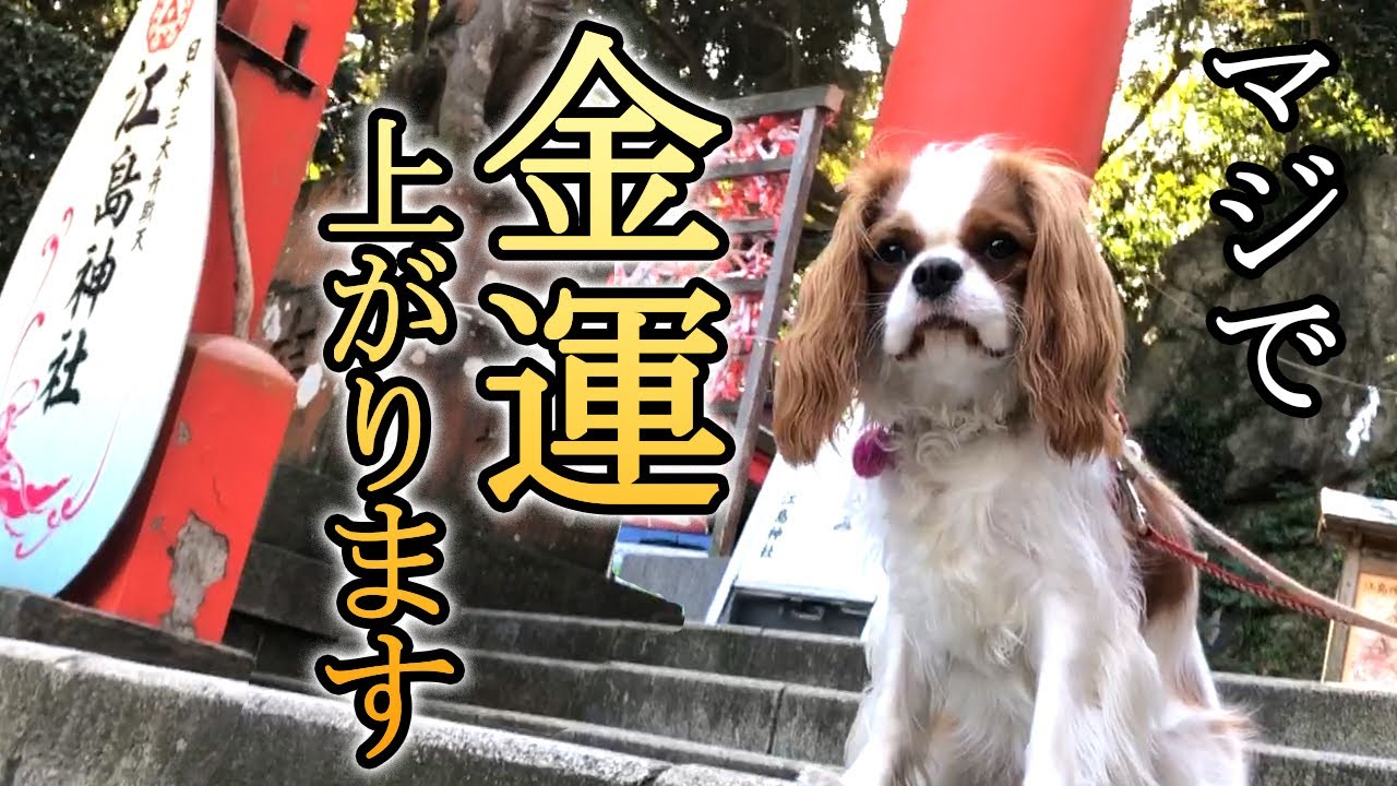 犬よ 最強パワースポットが即効性ありすぎだよ前編 Youtube 犬よ 最強パワースポットが即効性ありすぎだよ前編 Youtube