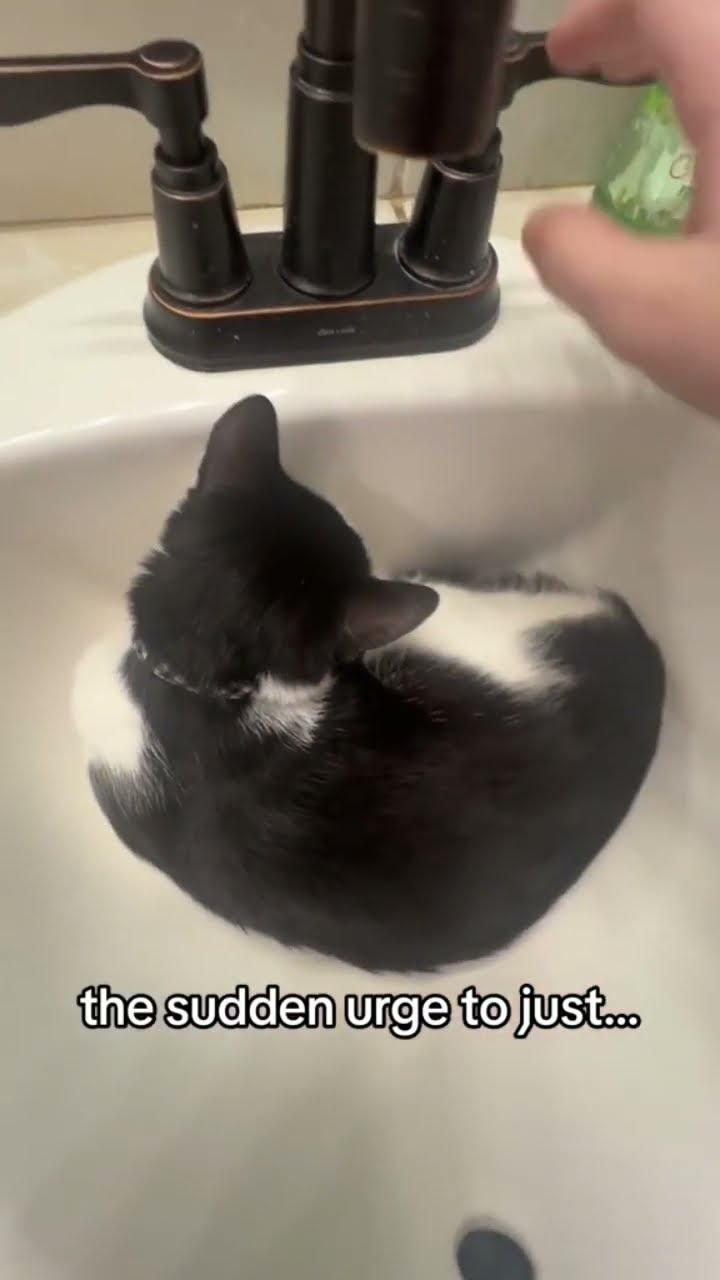 The sudden urge to just crash out on lil Kittyo
