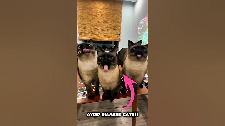 Video 11331231: siamese cat, cats pets animals