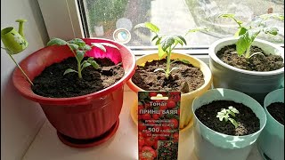 Выращивания томата/Томаты на подоконнике/Как вырастить помидоры круглый год/Эксперимент/2 сезон