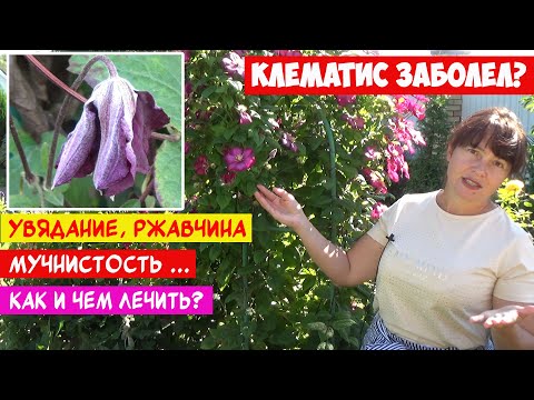 Видео: Как да разпознаем болестите на клематиса?