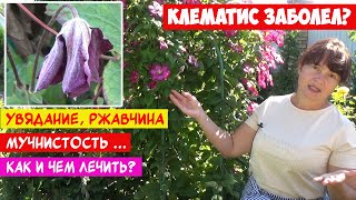 Болезни Клематиса Фото И Их Лечение