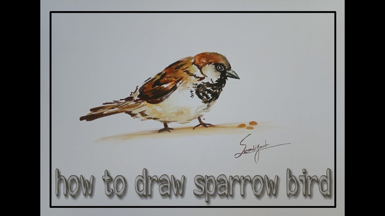 How To Draw Sparrow - YouTube