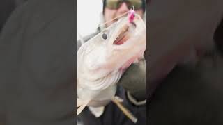 Casting for BIG Suspended Lake Erie Walleyes! #fishing #walleyefishing
