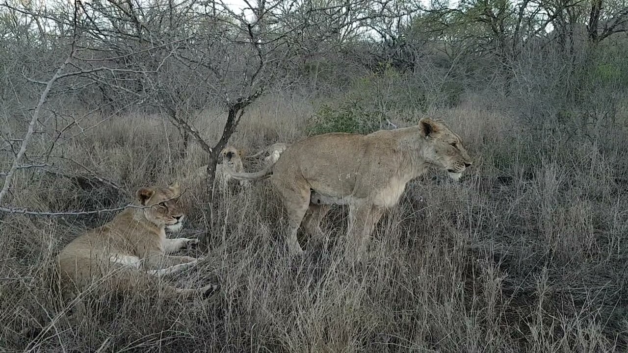 Female Lion Taking A Poo