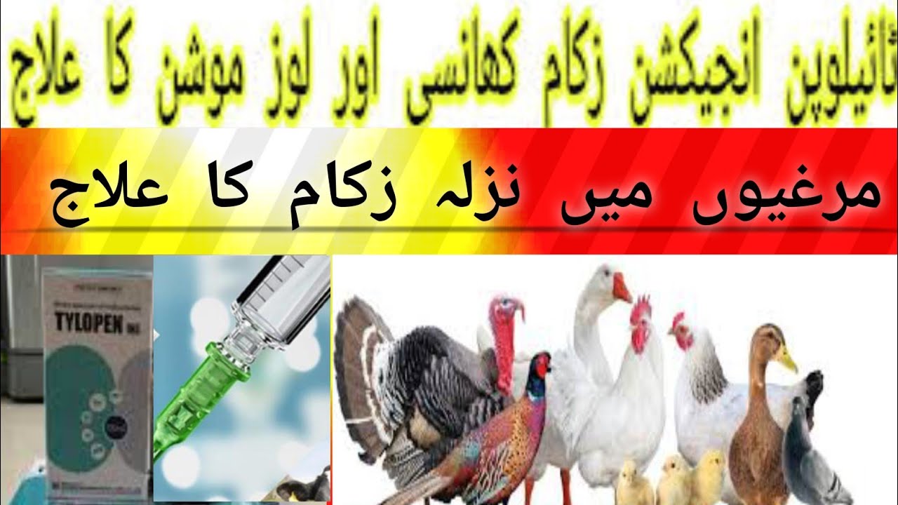 Murghion me Nazla Zukam ka ilaaj|Ipoultry flu|Sneezing|coughing ...