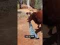 Cow Borrows Pants - Ozzy Man Quickies