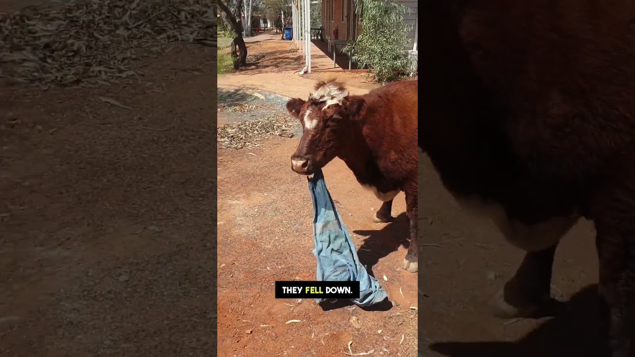 Cow Stealing Pants: Hilarious Commentary by Ozzy Man Quickies