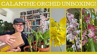 Calanthe orchid un-boxing!