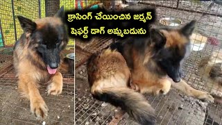9182219709 | top quality German shepherd dog for sale in telugu | Aj pets 