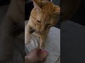 Ed works for his treat #cat #cattricks #cute