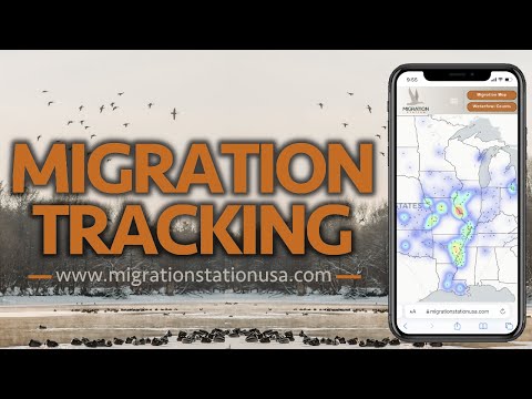 The Future Of Migration Map Ducks: What You Need To Know