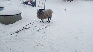 Овцы заглядывают в окно.