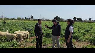 Bugün İzmir Seferihisar Ilçesine Egemen Ve Dilara Çiftine 8 Adet Damızlık Kuzumuzu Teslim Ettik