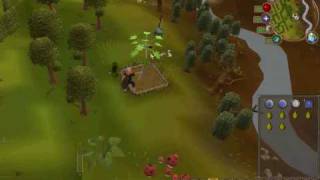 Famous Runescape-Regular/Fruit Tree Guide (Quickest route) Wealth