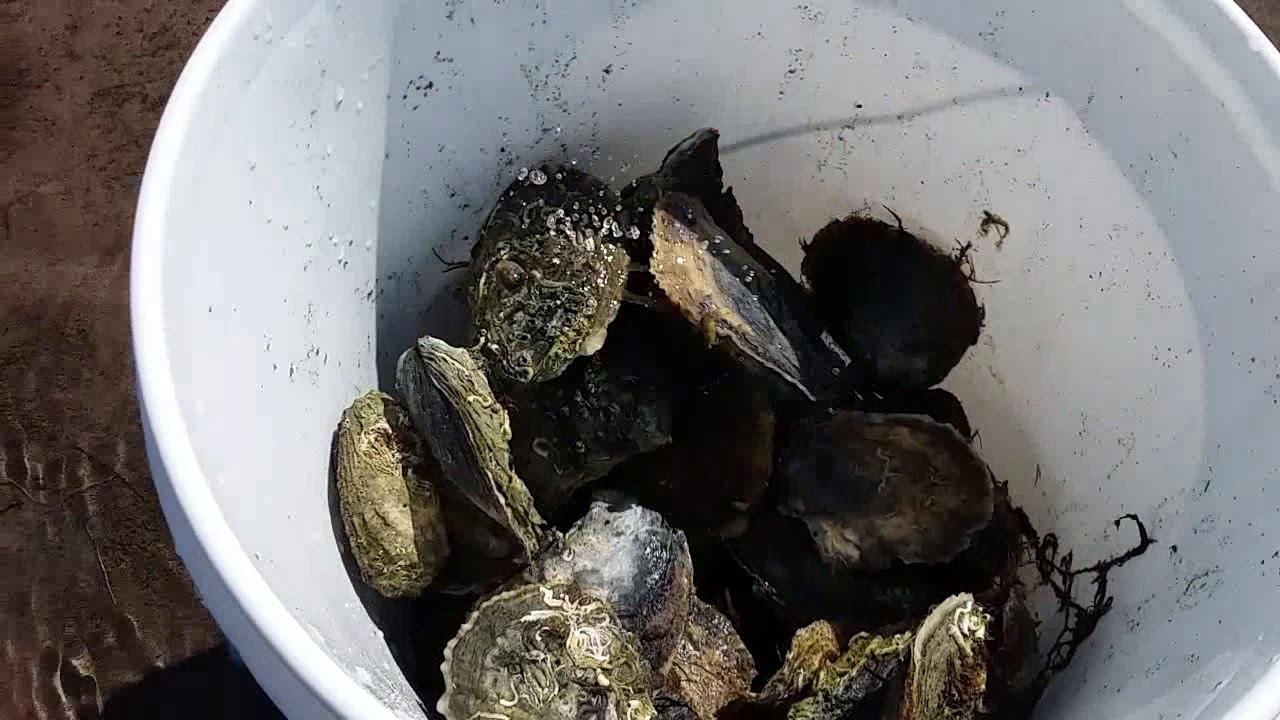 Oyster Hunting on Cape Cod 