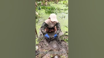 "Ancient Softshell Turtle Hunting! Farmer Girl