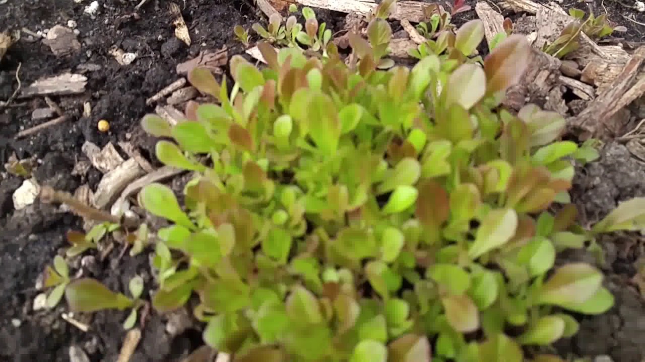 california gardener license Tour Around the Garden (Winter Survivors) Spring 2017