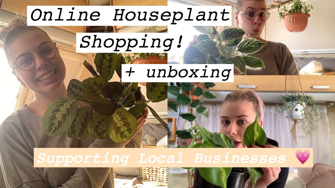 Online Houseplant Shopping Haul Supporting Local Businesses YouTube