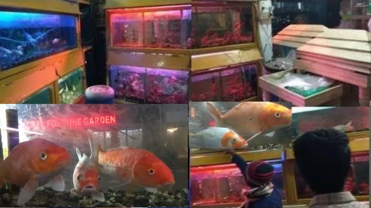 সিলেটে সস্তায় মাছ ও অ্যাকোরিয়াম । aquarium Fish Price sylhet
