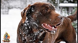 TOP #70: Winter Dog Care Tips
